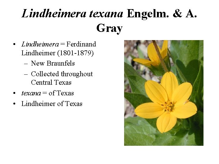 Lindheimera texana Engelm. & A. Gray • Lindheimera = Ferdinand Lindheimer (1801 -1879) –