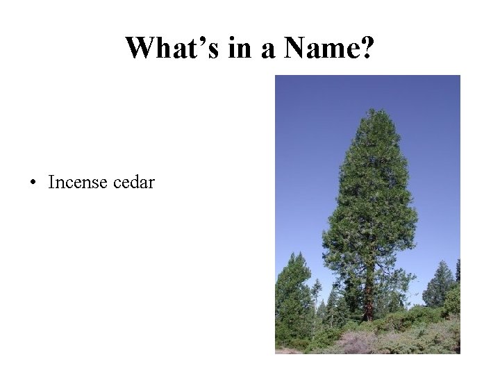 What’s in a Name? • Incense cedar 