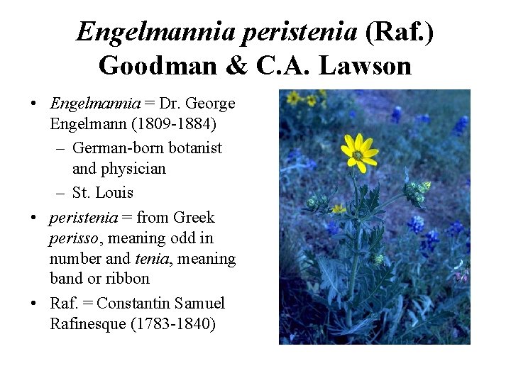 Engelmannia peristenia (Raf. ) Goodman & C. A. Lawson • Engelmannia = Dr. George