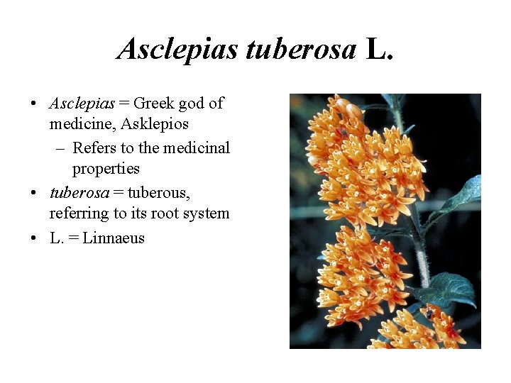 Asclepias tuberosa L. • Asclepias = Greek god of medicine, Asklepios – Refers to