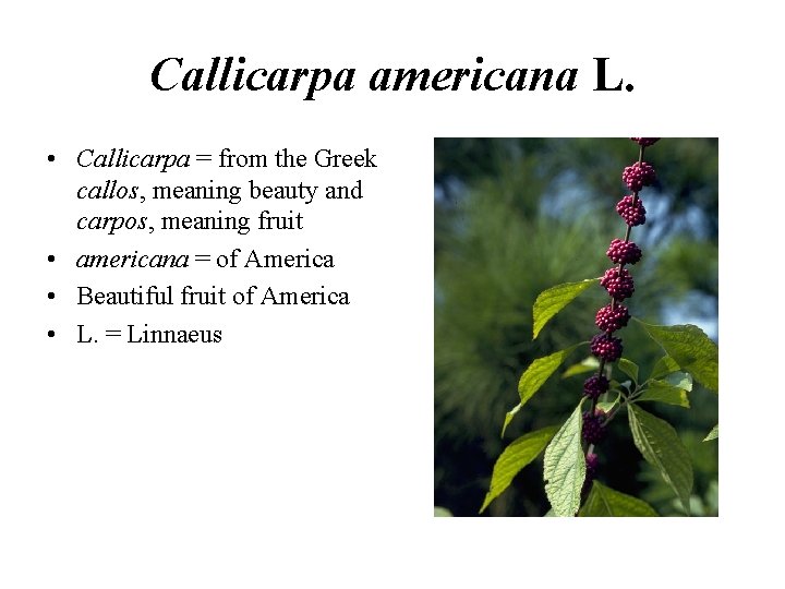 Callicarpa americana L. • Callicarpa = from the Greek callos, meaning beauty and carpos,