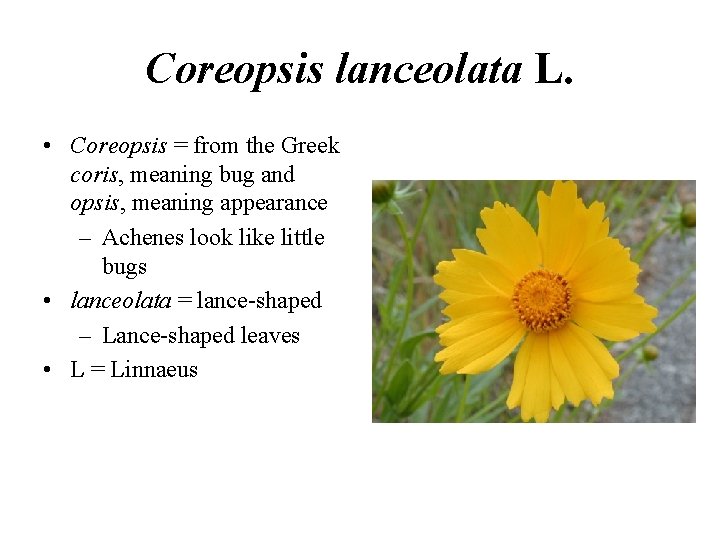 Coreopsis lanceolata L. • Coreopsis = from the Greek coris, meaning bug and opsis,