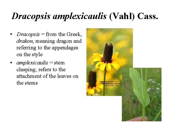 Dracopsis amplexicaulis (Vahl) Cass. • Dracopsis = from the Greek, drakon, meaning dragon and