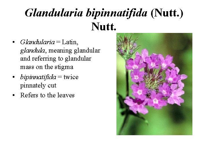 Glandularia bipinnatifida (Nutt. ) Nutt. • Glandularia = Latin, glandula, meaning glandular and referring