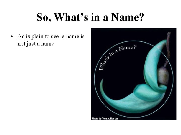 So, What’s in a Name? • As is plain to see, a name is