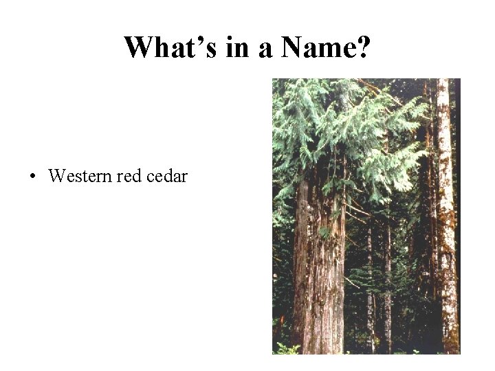 What’s in a Name? • Western red cedar 