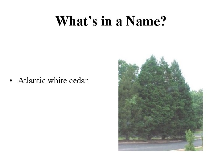What’s in a Name? • Atlantic white cedar 