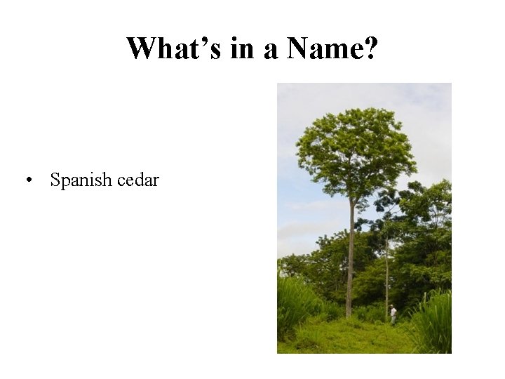 What’s in a Name? • Spanish cedar 