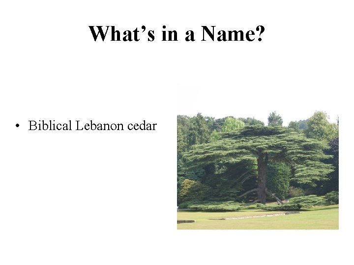 What’s in a Name? • Biblical Lebanon cedar 