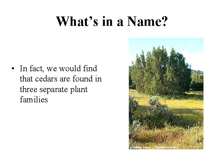 What’s in a Name? • In fact, we would find that cedars are found