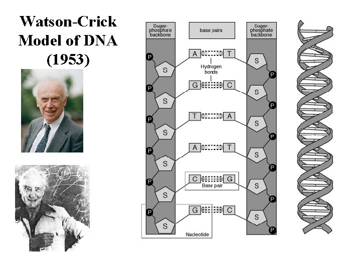 Watson-Crick Model of DNA (1953) 