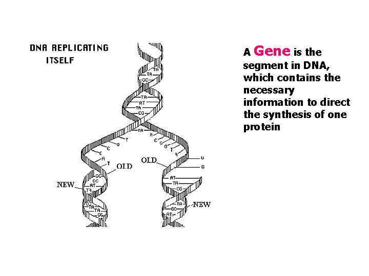 A Gene is the segment in DNA, which contains the necessary information to direct