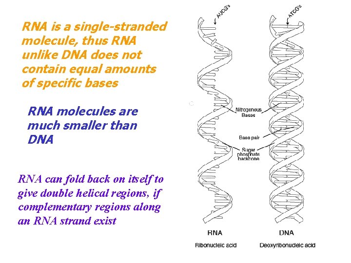 RNA is a single-stranded molecule, thus RNA unlike DNA does not contain equal amounts