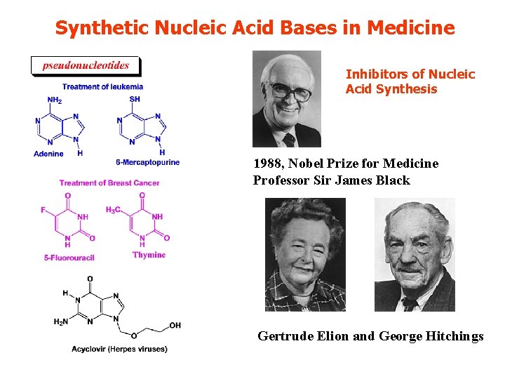 Synthetic Nucleic Acid Bases in Medicine Inhibitors of Nucleic Acid Synthesis 1988, Nobel Prize