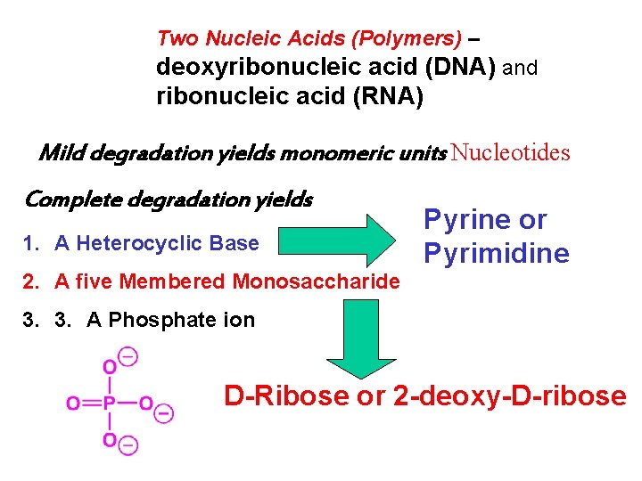 Two Nucleic Acids (Polymers) – deoxyribonucleic acid (DNA) and ribonucleic acid (RNA) Mild degradation