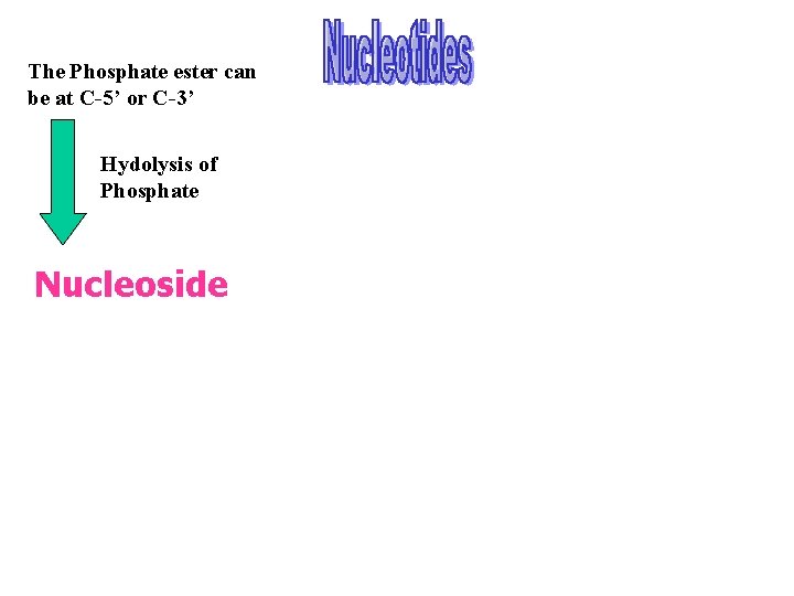 The Phosphate ester can be at C-5’ or C-3’ Hydolysis of Phosphate Nucleoside 