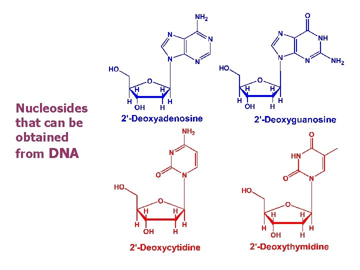 Nucleosides that can be obtained from DNA 