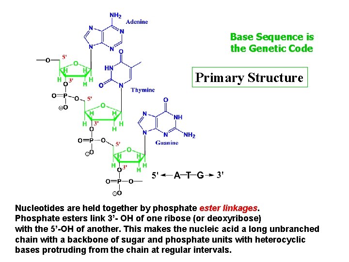 Base Sequence is the Genetic Code Primary Structure Nucleotides are held together by phosphate