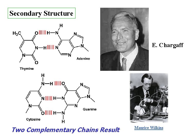 Secondary Structure E. Chargaff Two Complementary Chains Result 