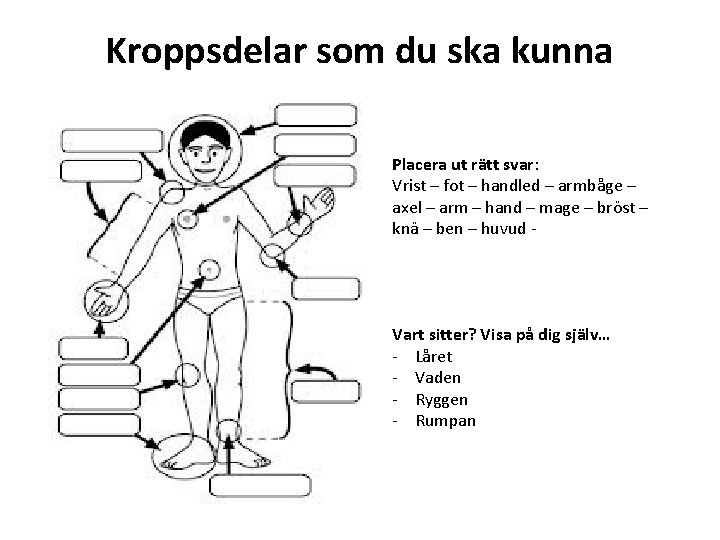 Kroppsdelar som du ska kunna Placera ut rätt svar: Vrist – fot – handled