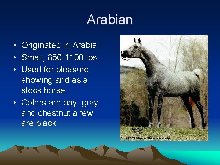 Arabian • Originated in Arabia • Small, 850 -1100 lbs. • Used for pleasure,