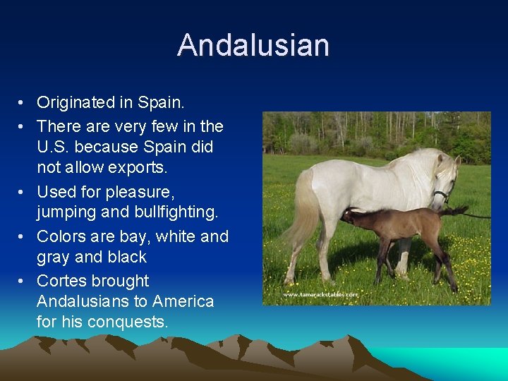 Andalusian • Originated in Spain. • There are very few in the U. S.