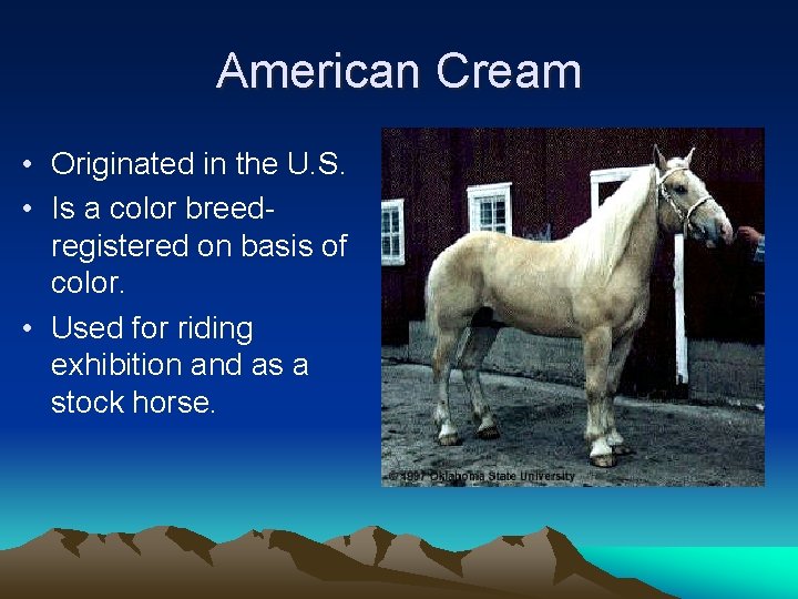 American Cream • Originated in the U. S. • Is a color breedregistered on