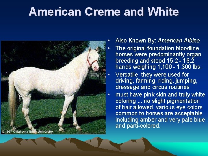 American Creme and White • Also Known By: American Albino • The original foundation