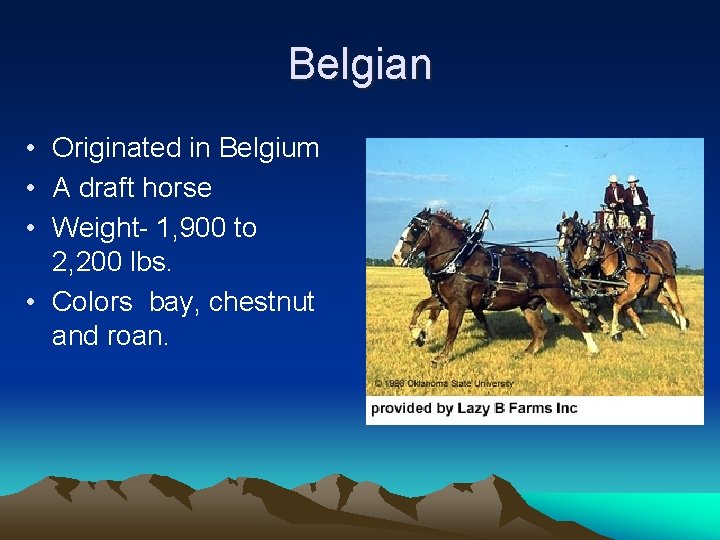 Belgian • Originated in Belgium • A draft horse • Weight- 1, 900 to