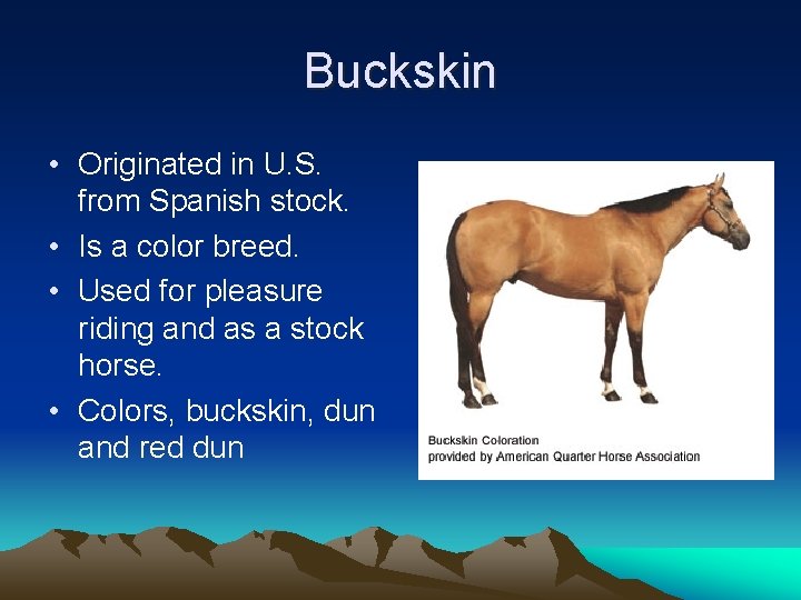 Buckskin • Originated in U. S. from Spanish stock. • Is a color breed.