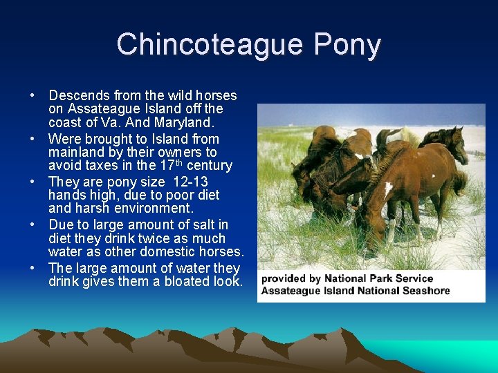 Chincoteague Pony • Descends from the wild horses on Assateague Island off the coast