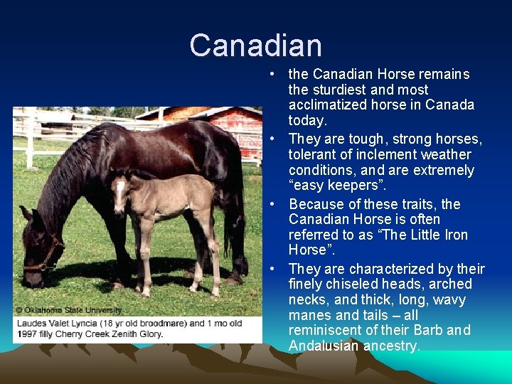 Canadian • the Canadian Horse remains the sturdiest and most acclimatized horse in Canada