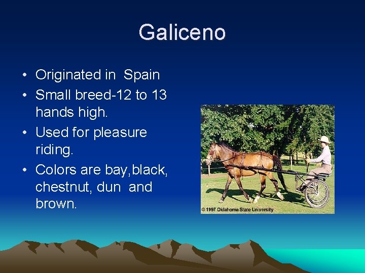 Galiceno • Originated in Spain • Small breed-12 to 13 hands high. • Used