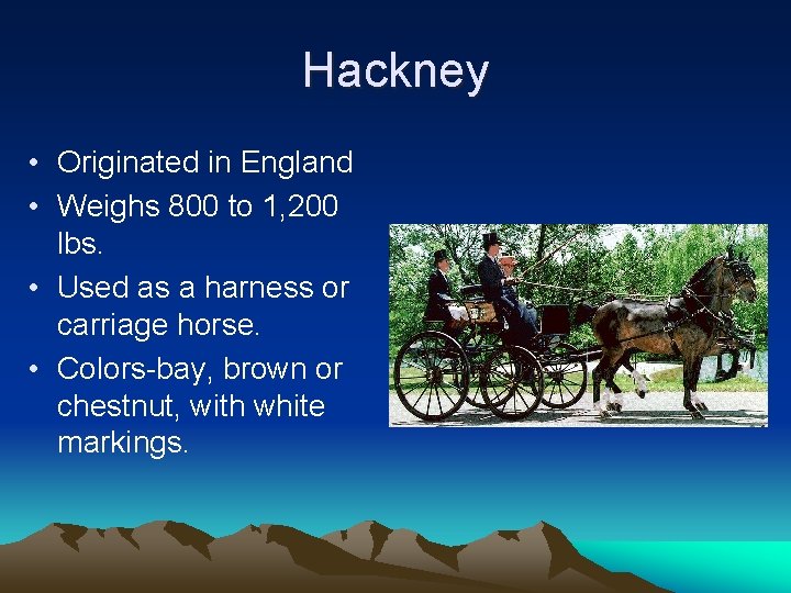 Hackney • Originated in England • Weighs 800 to 1, 200 lbs. • Used