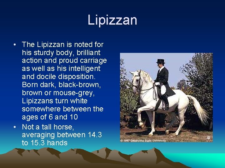 Lipizzan • The Lipizzan is noted for his sturdy body, brilliant action and proud