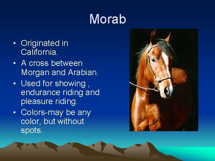 Morab • Originated in California. • A cross between Morgan and Arabian. • Used