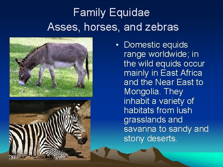 Family Equidae Asses, horses, and zebras • Domestic equids range worldwide; in the wild