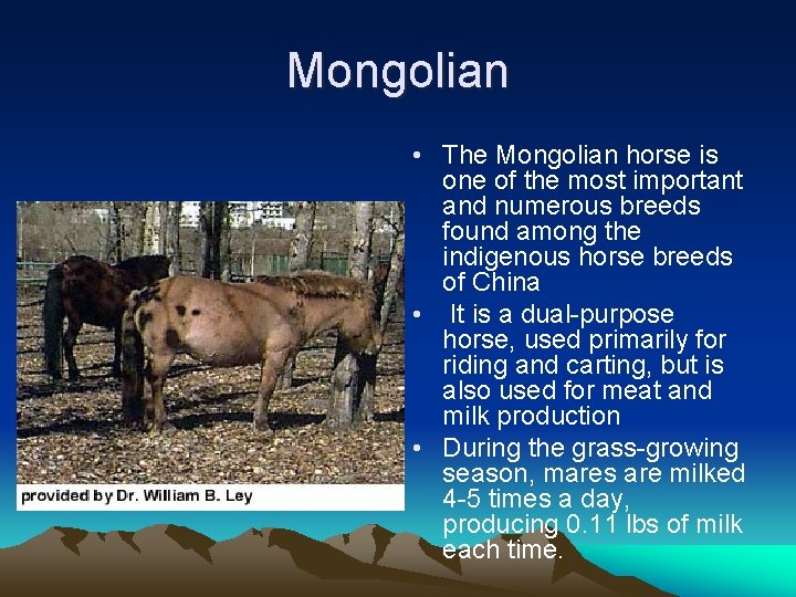 Mongolian • The Mongolian horse is one of the most important and numerous breeds