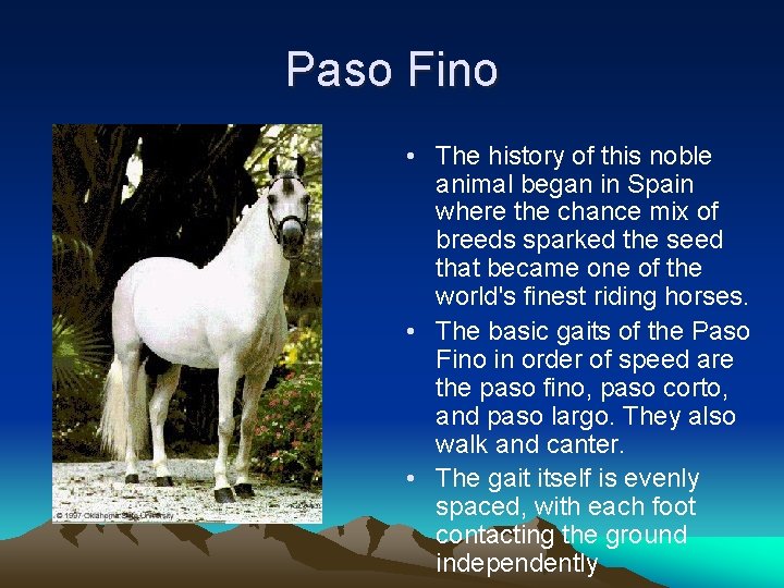 Paso Fino • The history of this noble animal began in Spain where the