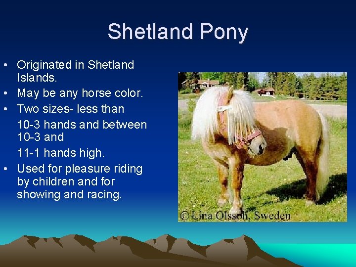 Shetland Pony • Originated in Shetland Islands. • May be any horse color. •