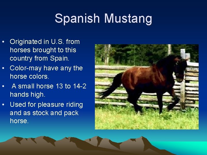 Spanish Mustang • Originated in U. S. from horses brought to this country from