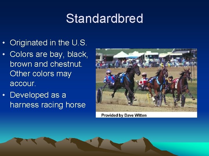 Standardbred • Originated in the U. S. • Colors are bay, black, brown and