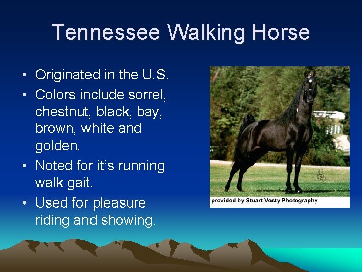 Tennessee Walking Horse • Originated in the U. S. • Colors include sorrel, chestnut,