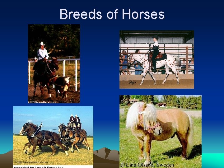 Breeds of Horses 