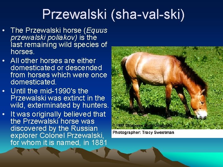 Przewalski (sha-val-ski) • The Przewalski horse (Equus przewalski poliakov) is the last remaining wild