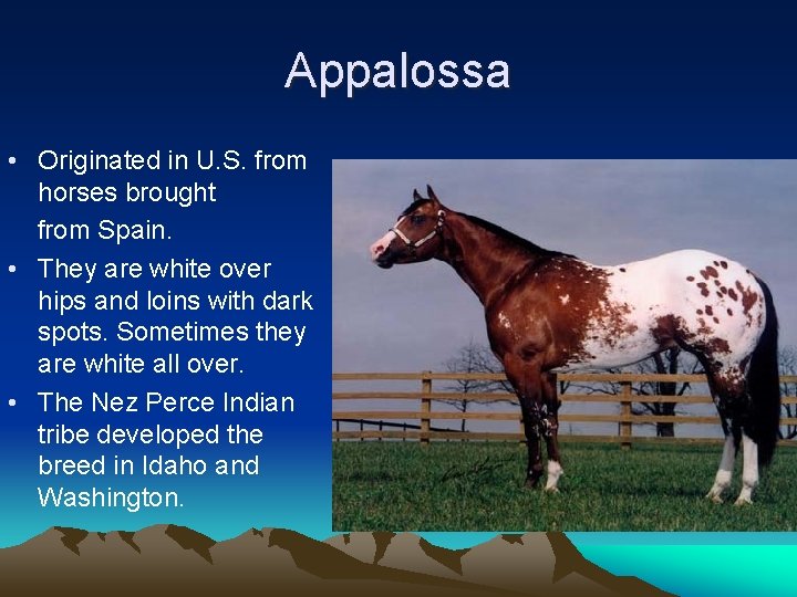 Appalossa • Originated in U. S. from horses brought from Spain. • They are