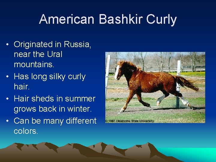 American Bashkir Curly • Originated in Russia, near the Ural mountains. • Has long