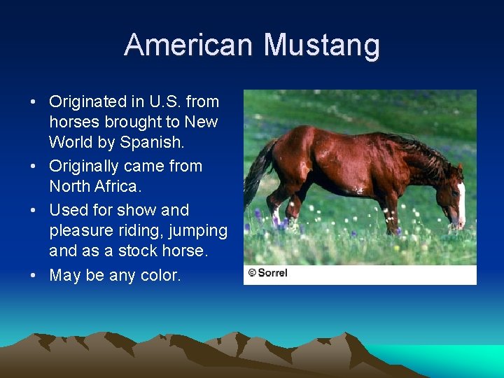 American Mustang • Originated in U. S. from horses brought to New World by