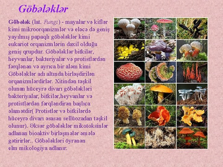  Göbələklər Göbələk (lat. Fungi) - mayalar və kiflər kimi mikroorqanizmlər və eləcə də