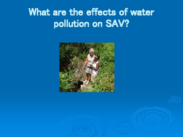 What are the effects of water pollution on SAV? 